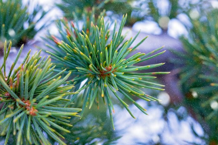 Interesting Facts About Cedar