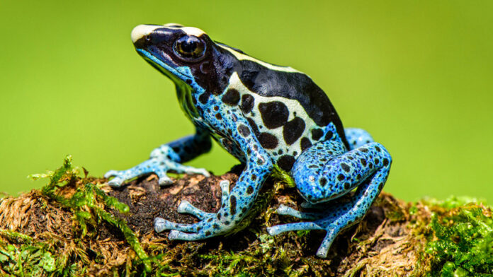 The Terrible Leaf Walker Frog: Interesting Facts About the Most Poisonous Frog in the World