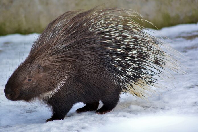 Interesting Facts About Porcupines