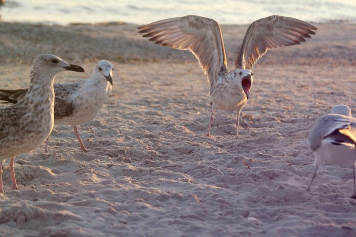 Interesting Facts About Seagulls