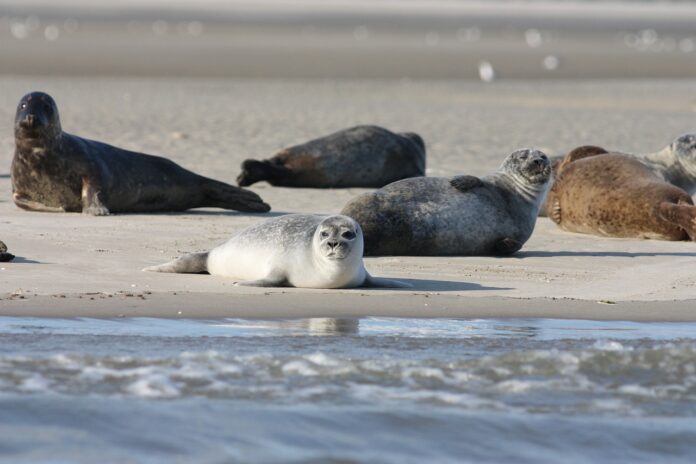 Interesting Facts About Fur Seals