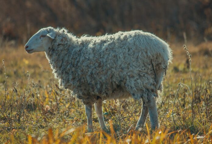 Interesting Facts About Sheep