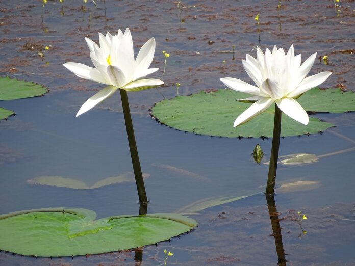 Interesting Facts About Water Lilies