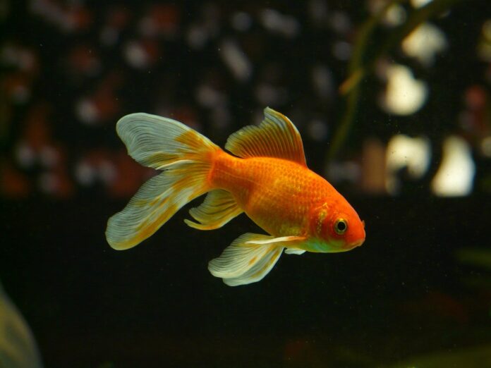 Interesting Facts About Goldfish