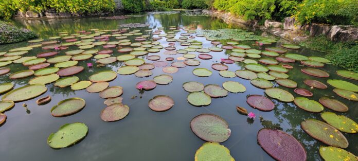 Interesting facts about the Victoria plant