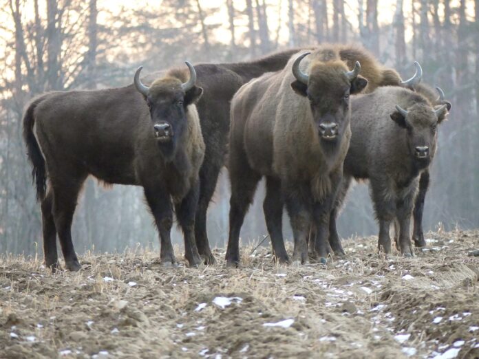 Interesting Facts About European Bison (Wisent)