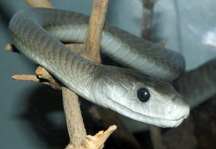 Silent Killers: The 5 Most Venomous Snakes in the World