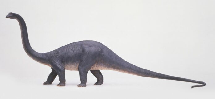 Diplodocus – Interesting Facts about the Dinosaur