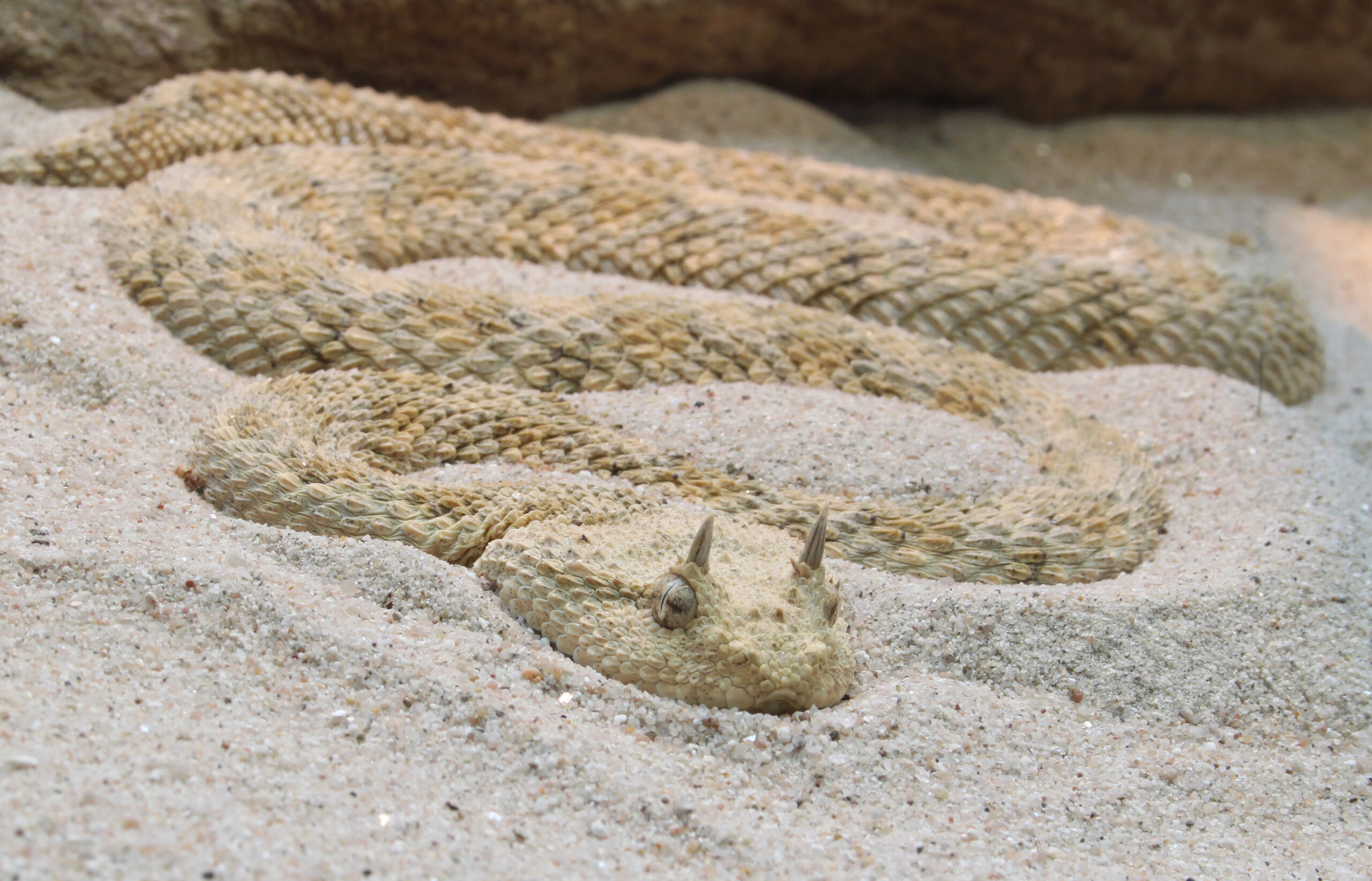 Sand Viper