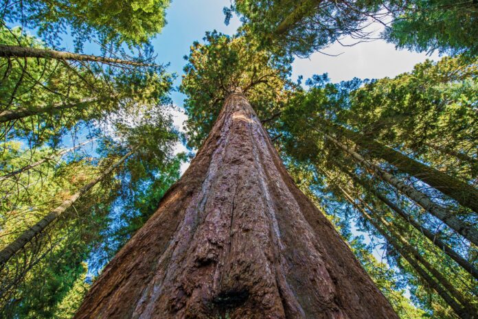 Hyperion Sequoia The Tallest Tree in the World