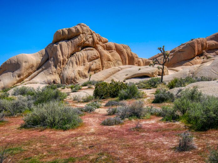 Interesting Facts About the Mojave Desert