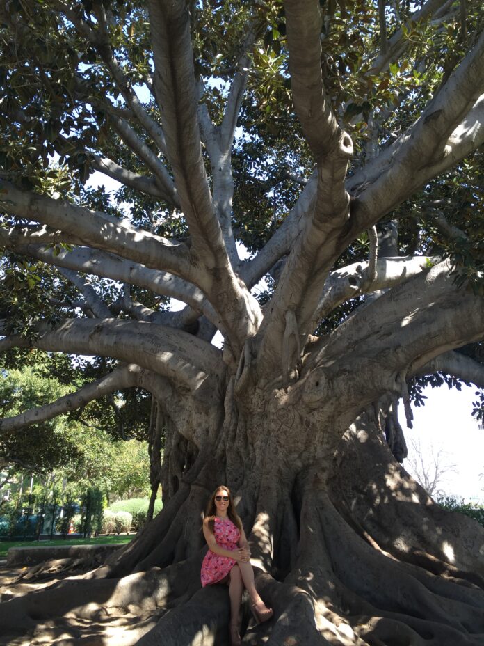 The Ombu tree from Jules Verne's novel 