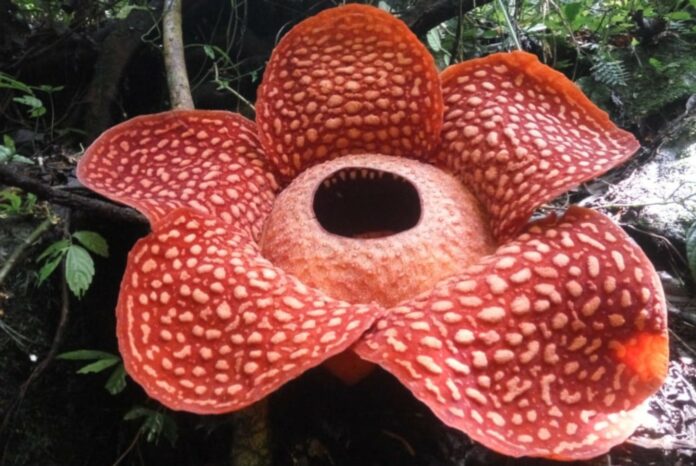 The largest and smallest flower in the world