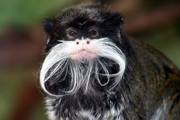 Interesting Facts About Emperor Tamarins