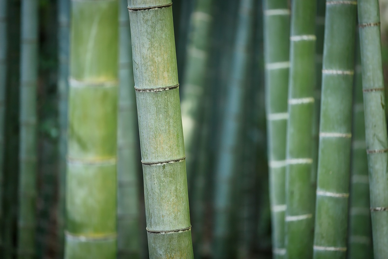 Bamboo