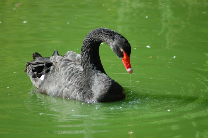 Interesting Facts About Swans