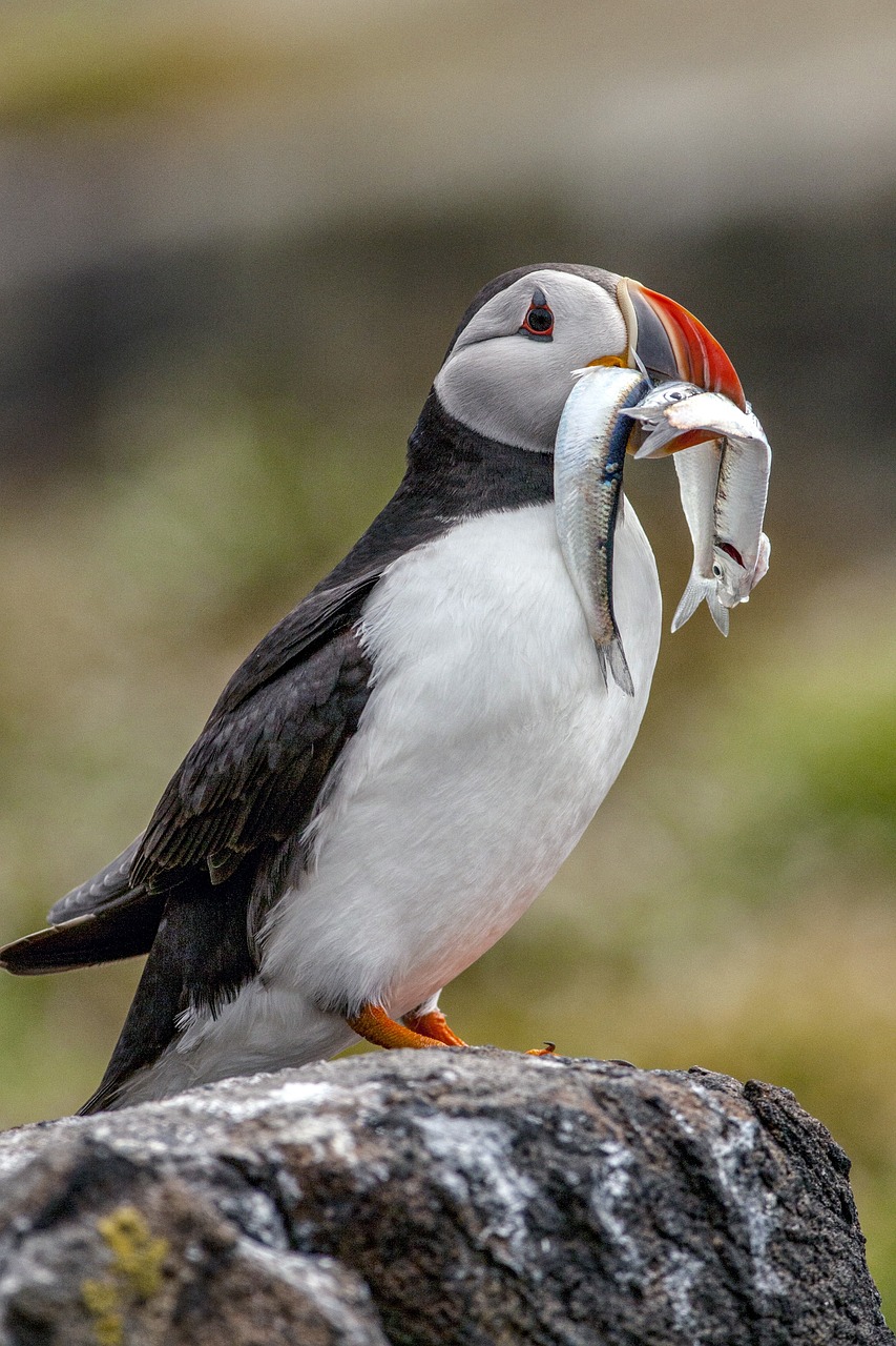 Puffin diet