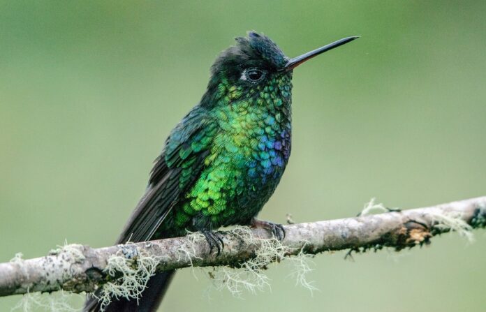 Elegance and Grace: 35 Fascinating Facts About the Smallest Bird in the World — the Hummingbird