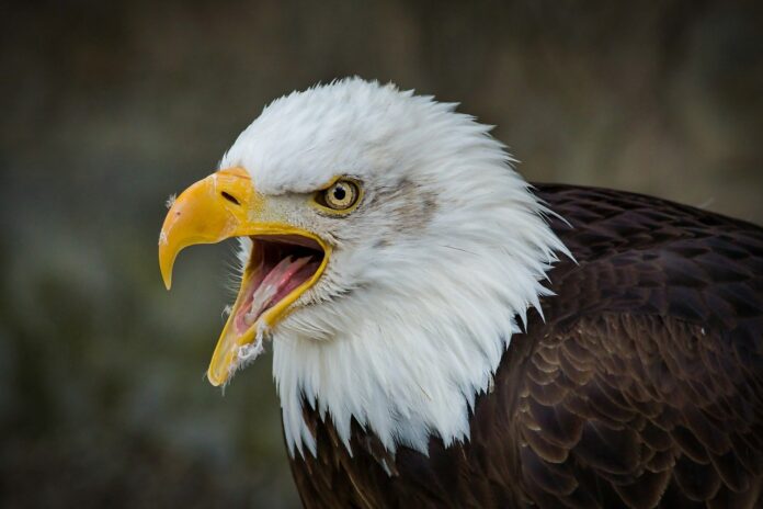 Interesting Facts About Eagles