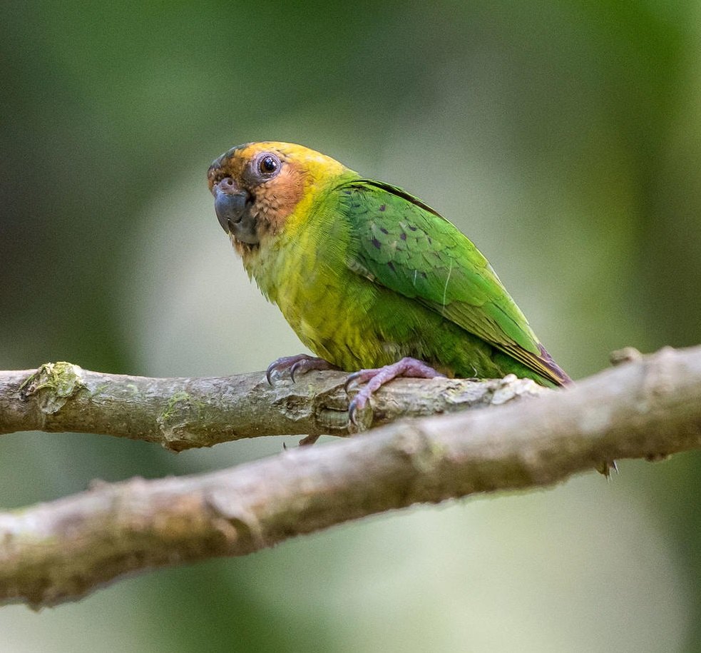 Buff-faced pygmy parrot