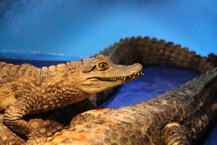 Interesting Facts About Caimans