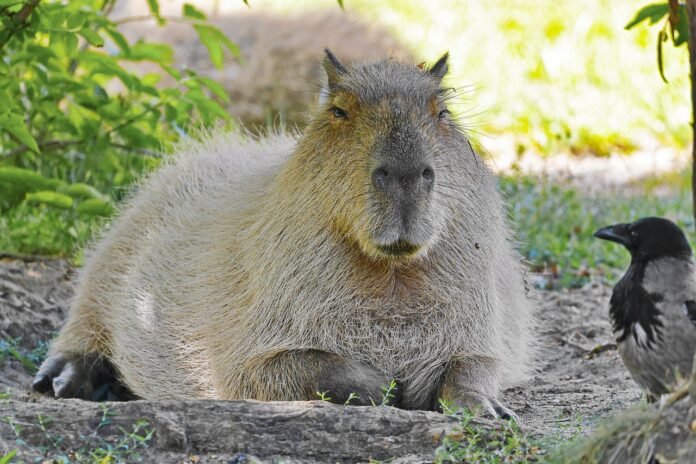 Capybara — Description, Habitat, Lifespan, and Interesting Facts