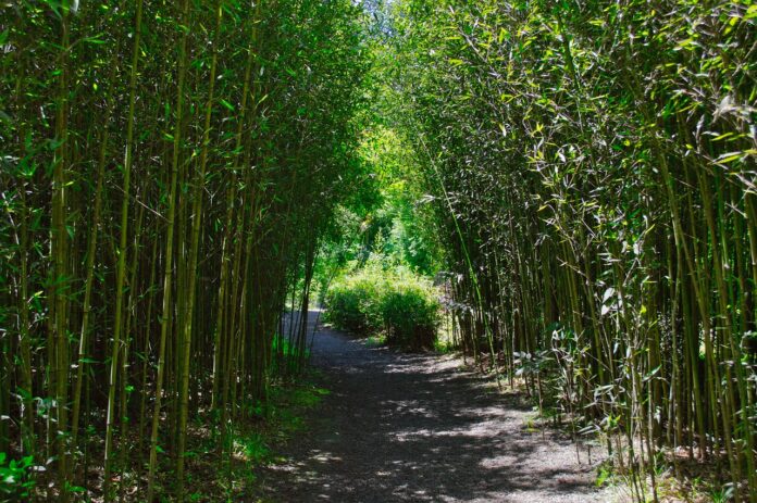 Interesting Facts About Bamboo