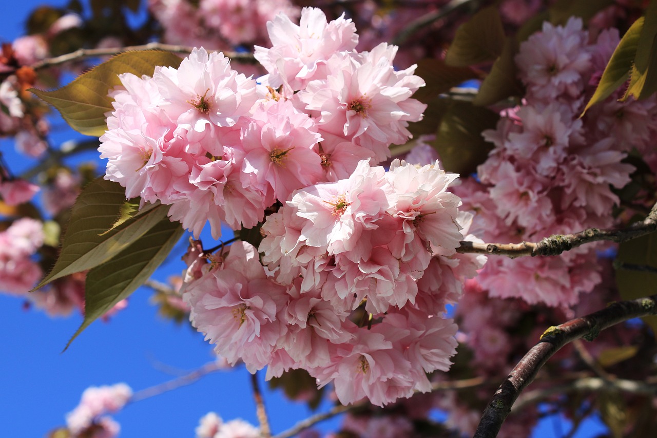 Japan Cherry blossom