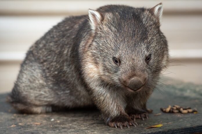 Wombat: Description, Lifestyle, Habitat, Interesting Facts