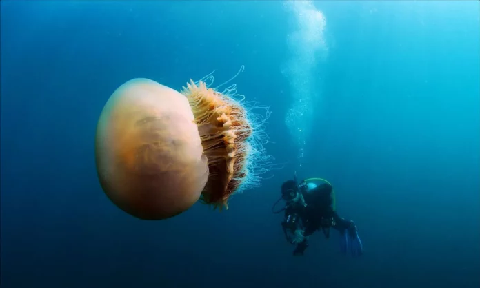 The largest and most dangerous jellyfish in the world. Interesting facts about jellyfish.