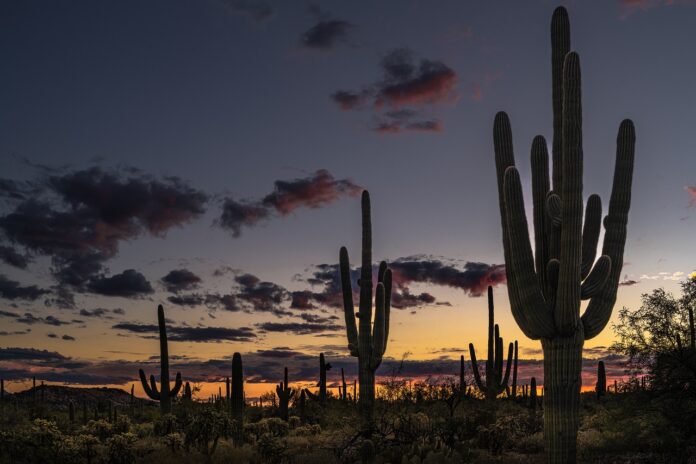 Interesting Facts About the Sonoran Desert