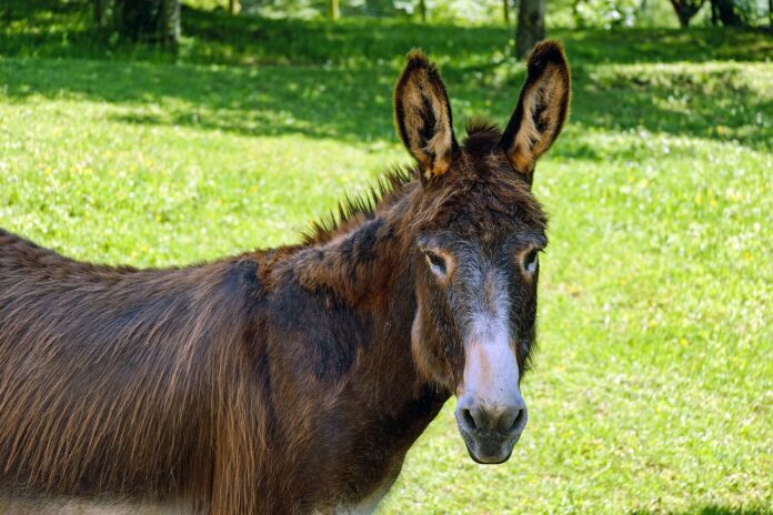 Mule - Half-Donkey, Half-Horse: Origin, Description, Habitat, Diet, Use, Interesting Facts