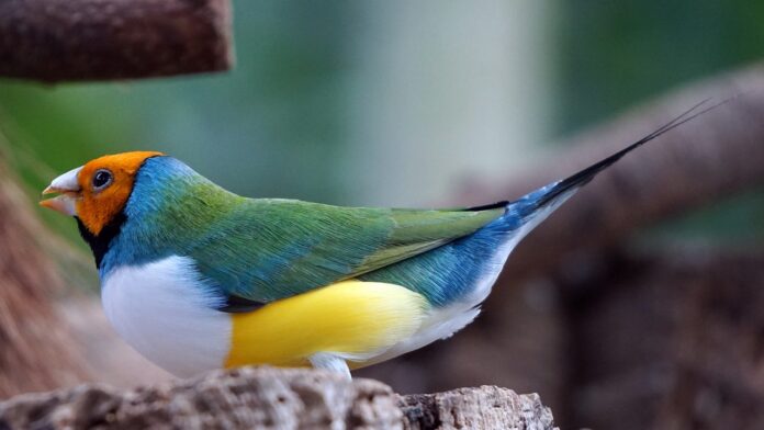 Gouldian Finch: Description, Habitat, Interesting Facts