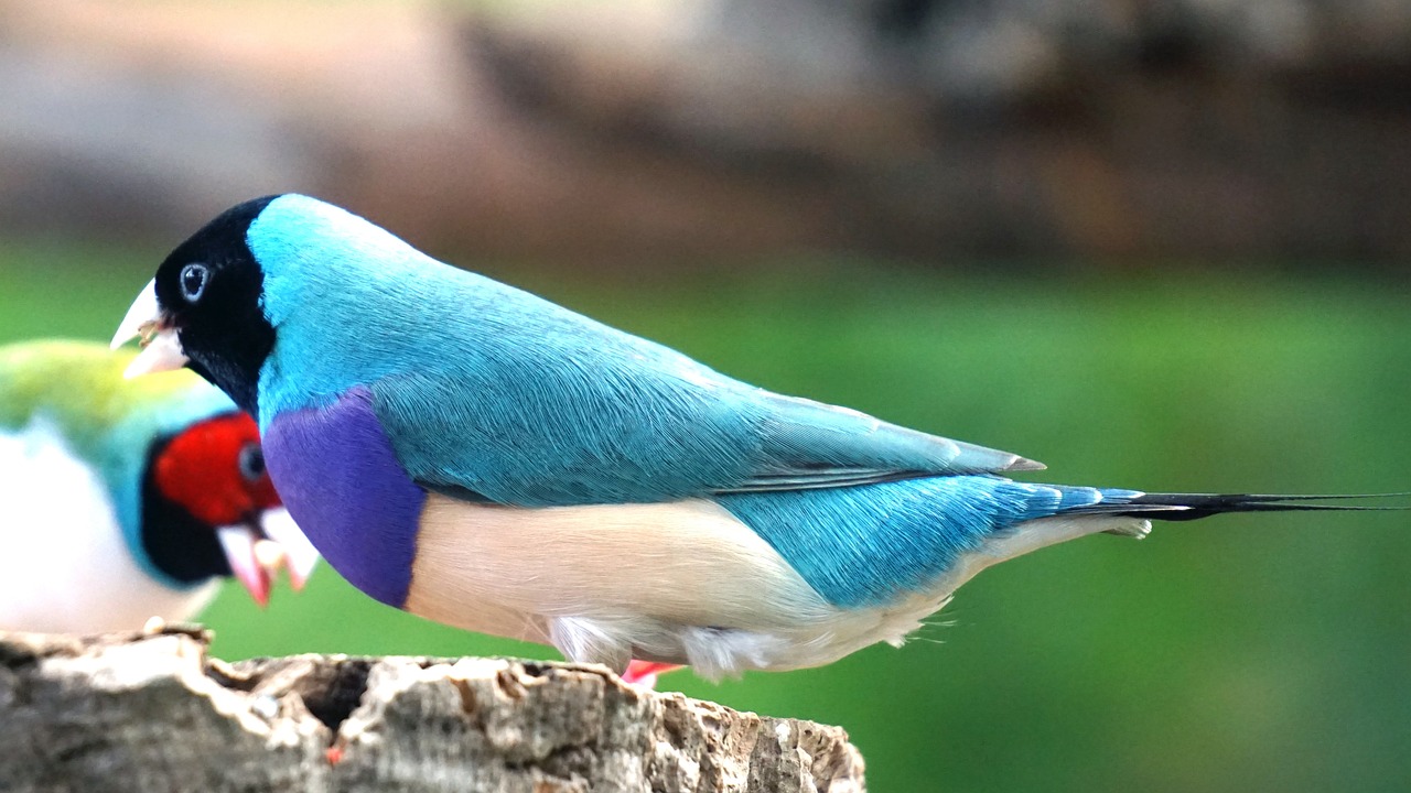 Gouldian Finch 2