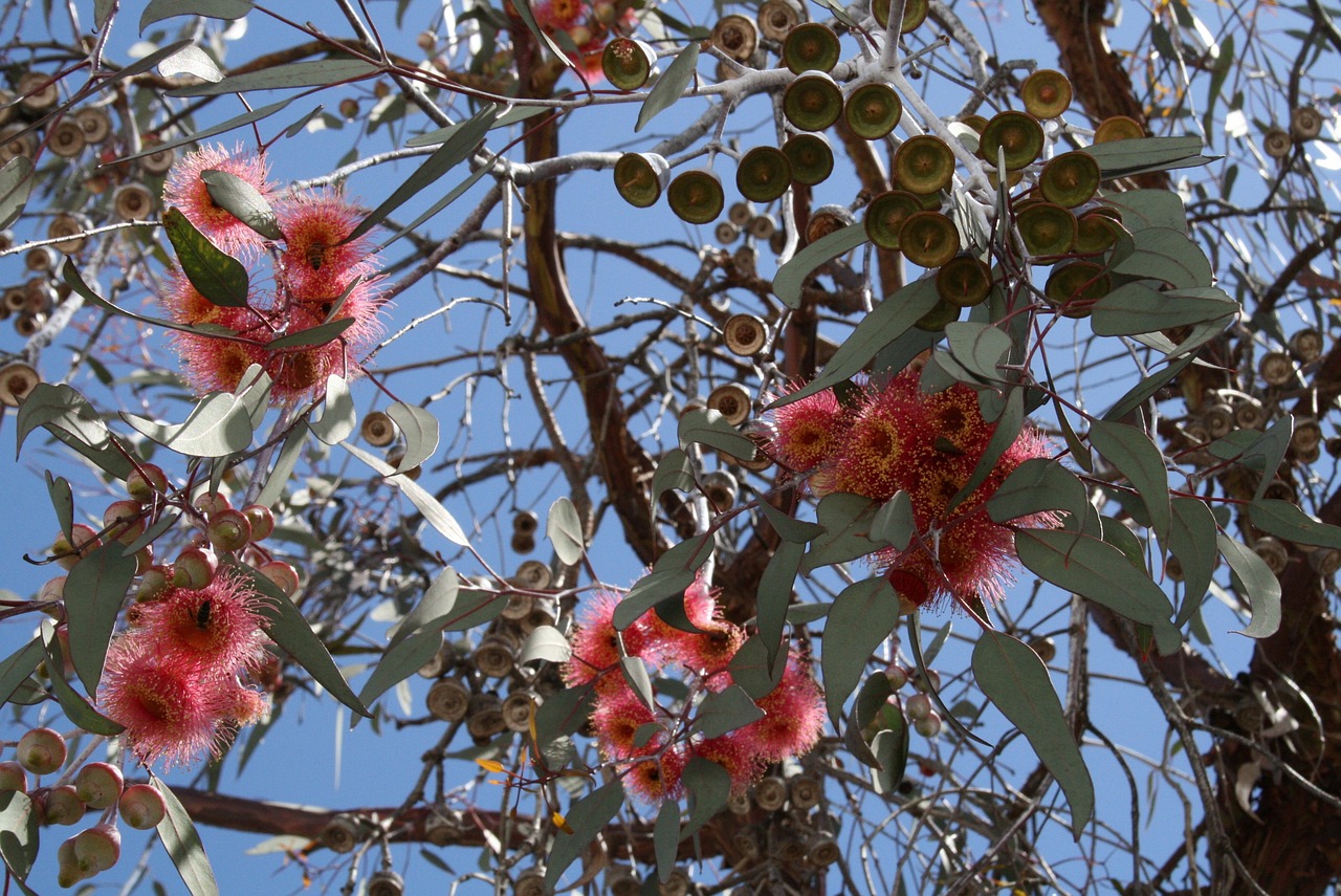 Eucalyptus