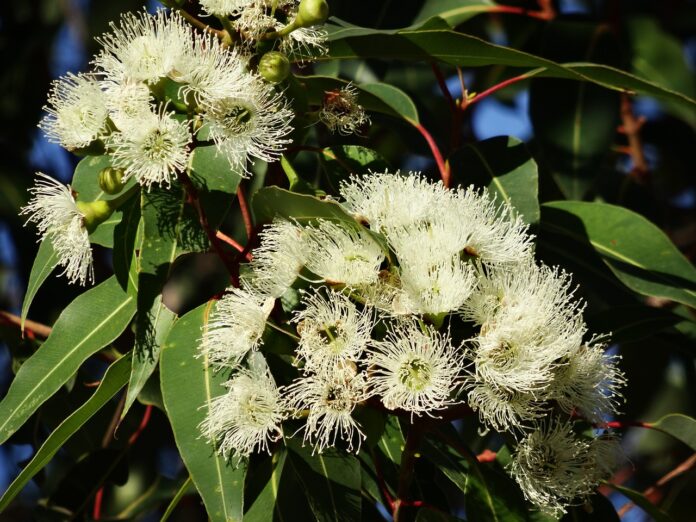 Eucalyptus: Description, Habitat, Uses, Interesting Facts