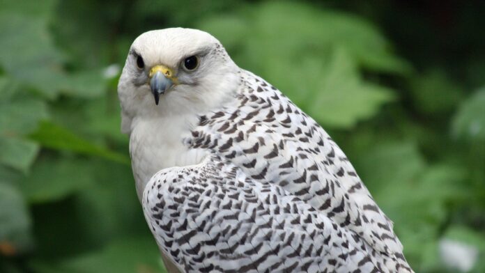 The Gyrfalcon – the Strongest and Most Agile Falcon on Earth