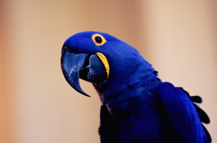 The largest and smallest parrots in the world