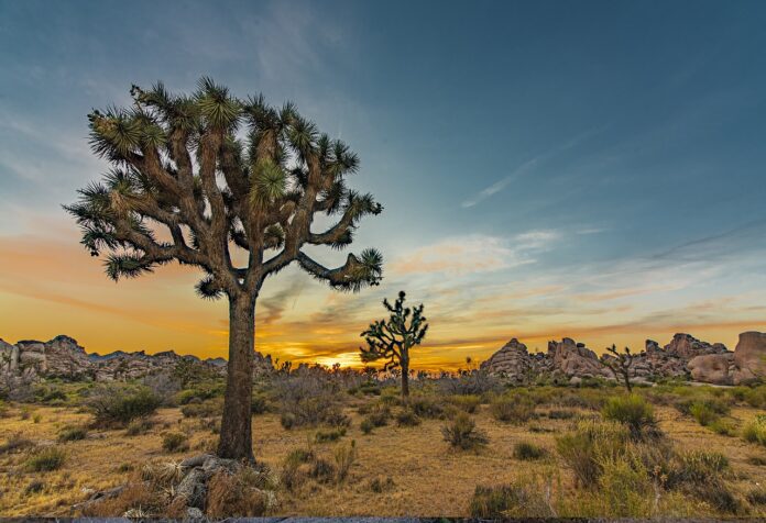 Joshua Tree (Yucca brevifolia) – Description, Habitat, Interesting Facts