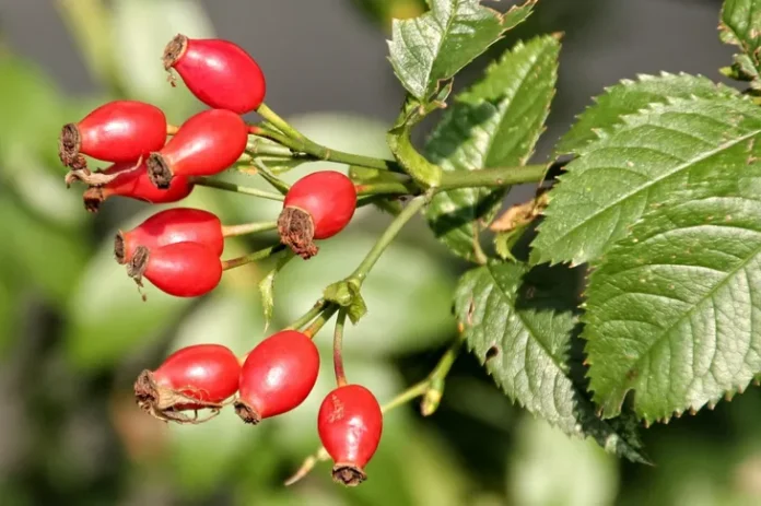 Rosehip: Benefits, Recipes, Interesting Facts