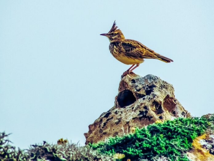 The Lark: Description, Habitat, Interesting Facts