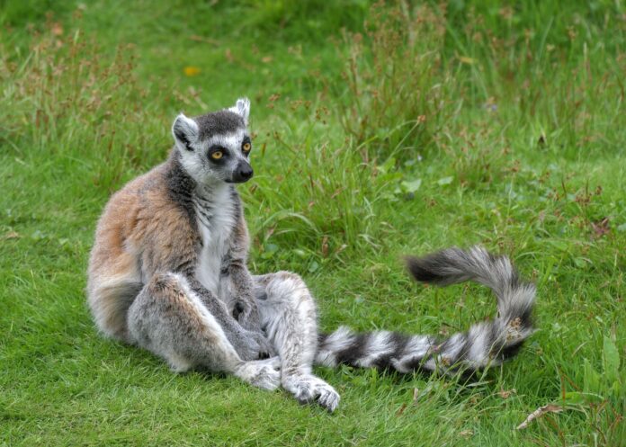 Interesting Facts About Lemurs