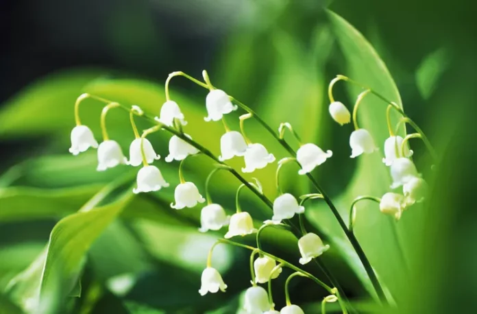 Lily of the Valley: Description and Interesting Facts