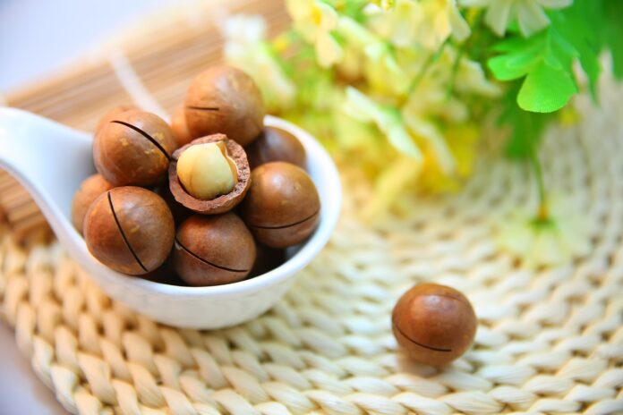 The Priceless Gift of Nature: Macadamia Nut – Distribution, Benefits, and Interesting Facts