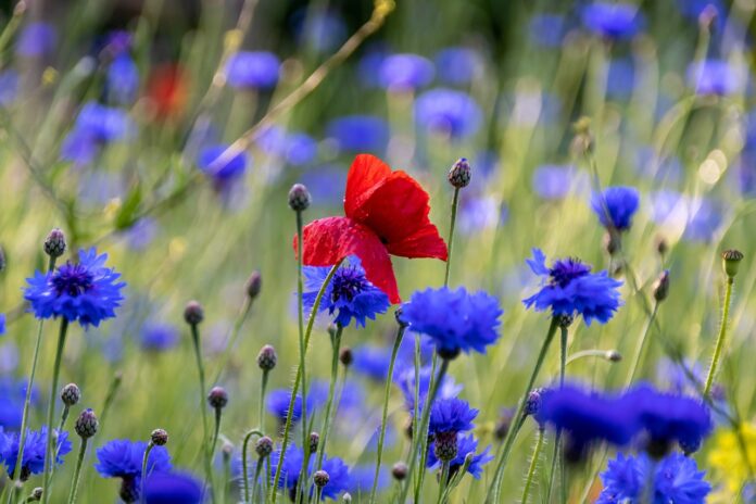 Interesting Facts About Cornflowers