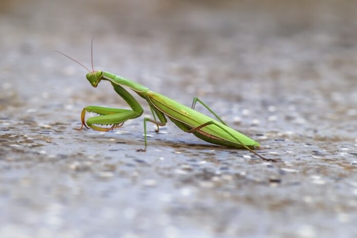 Praying Mantis – Description, Species, Habitat, and Interesting Facts