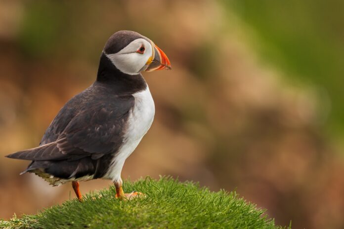 Puffin: Description, Habitat, Diet, Reproduction, Interesting Facts