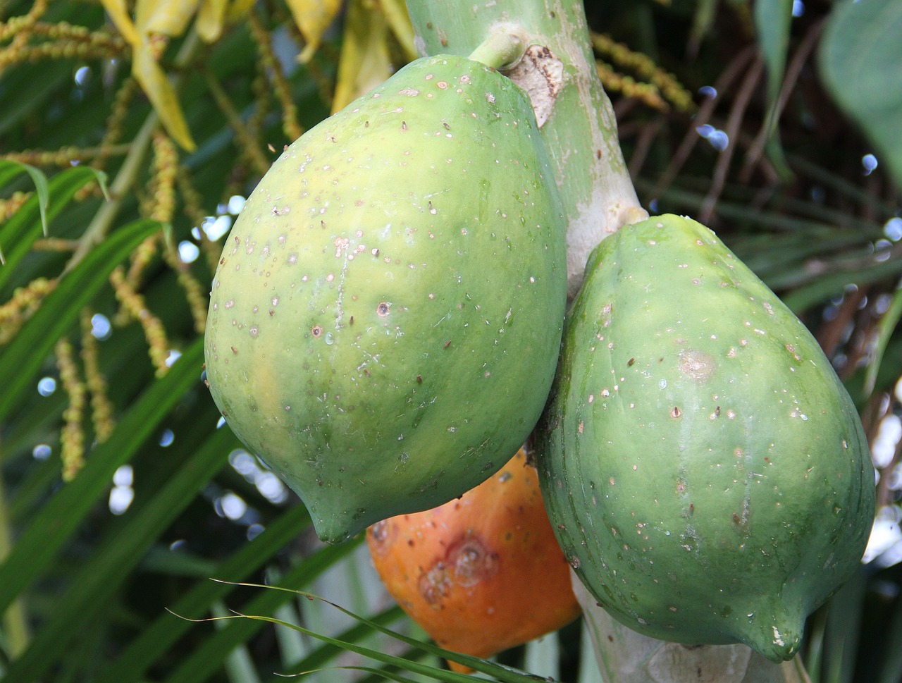 Papaya: How and Where It Grows