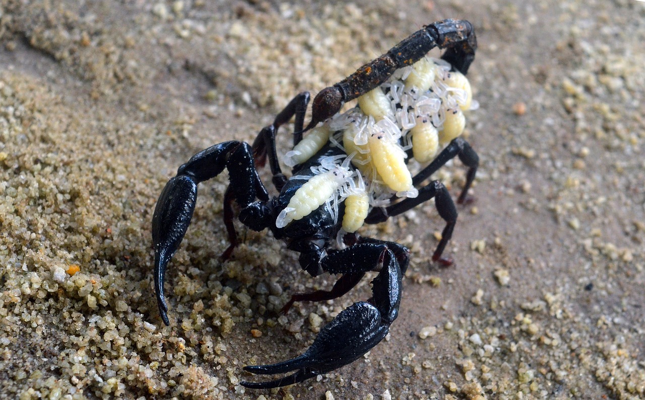 Scorpion reproduction