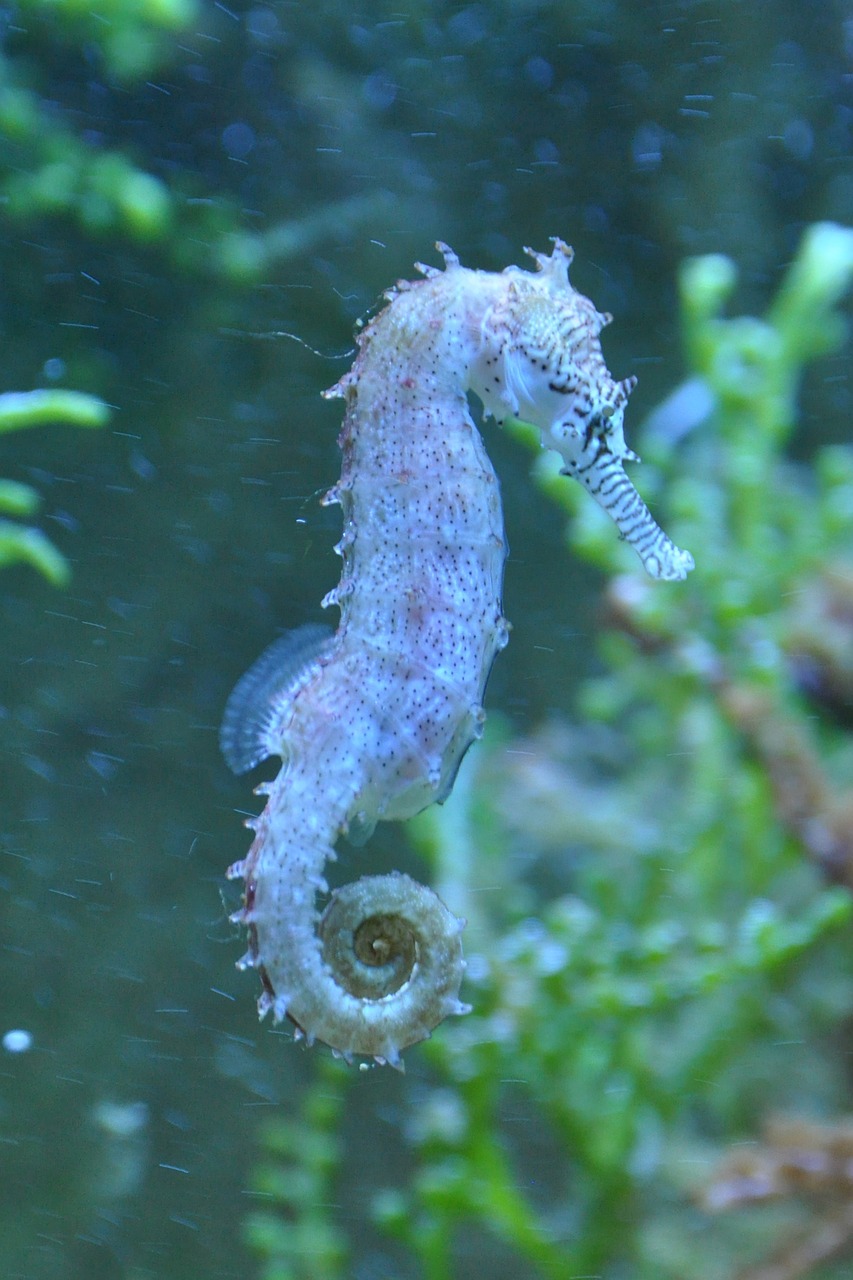 Seahorse2